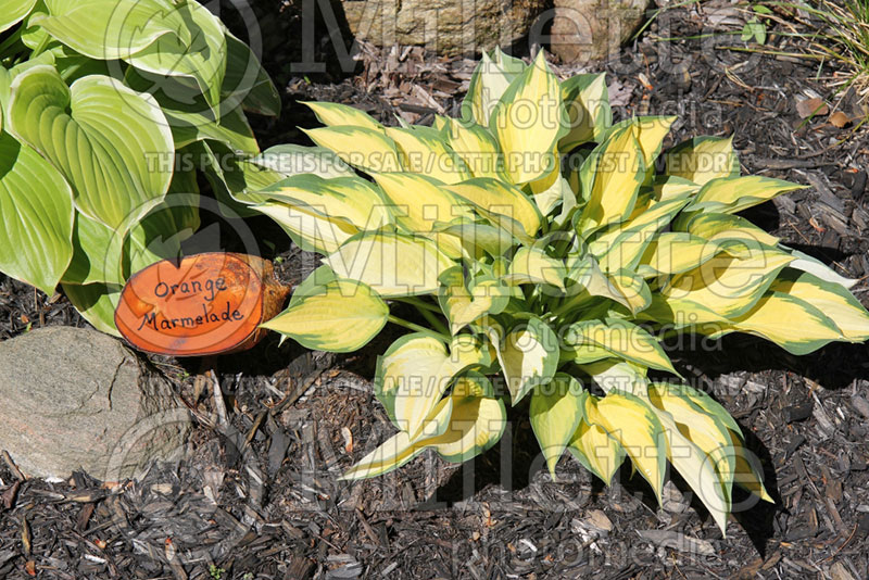 Hosta Orange Marmalade (Hosta funkia august lily) 2