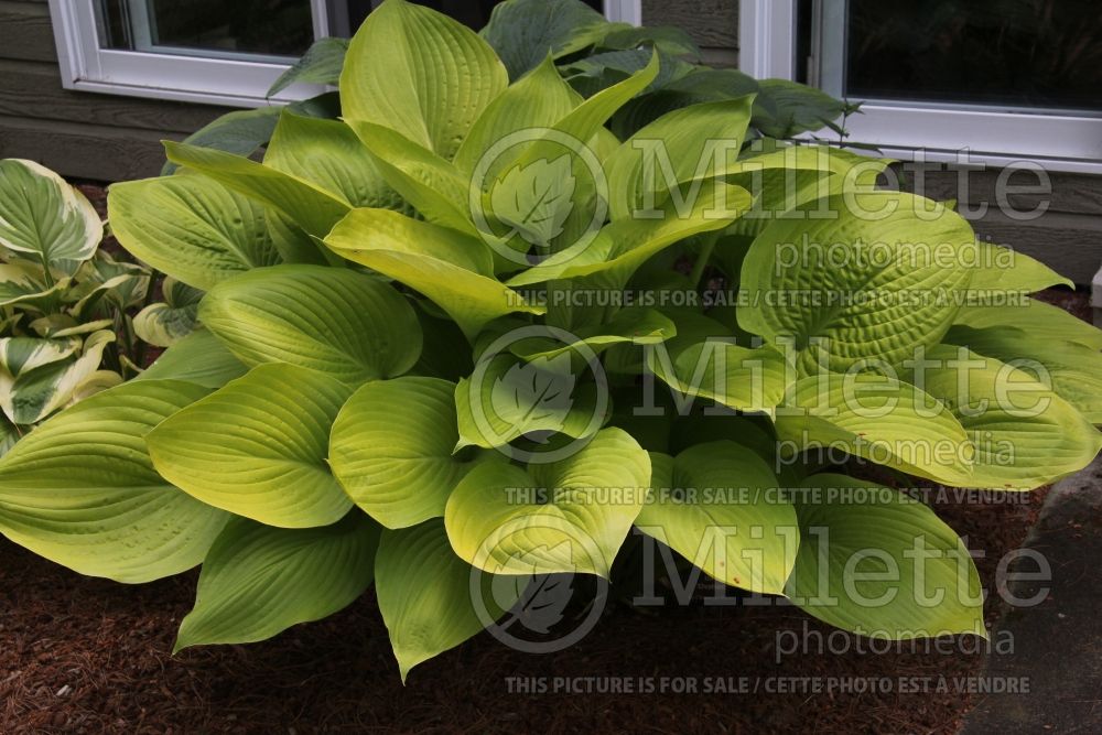 Hosta Osiris Ovation (Hosta funkia august lily)  1