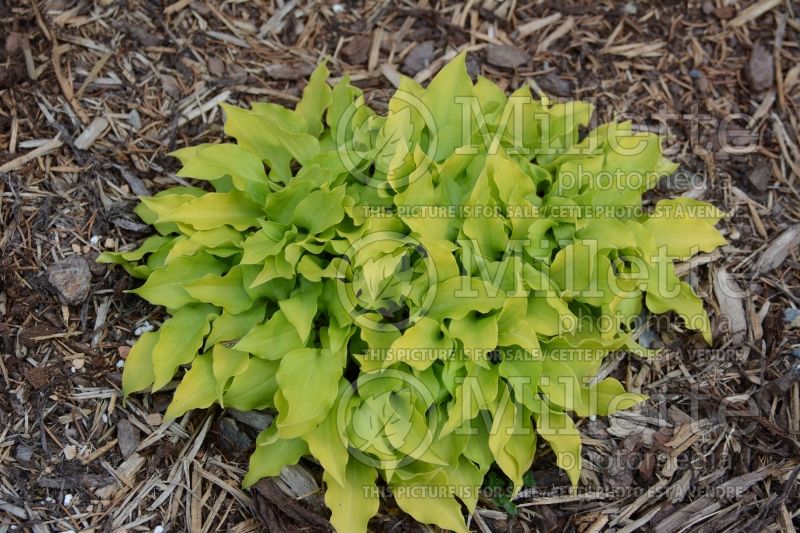 Hosta Osiris Petit Prince aka Petit Prince (Hosta funkia august lily) 1 