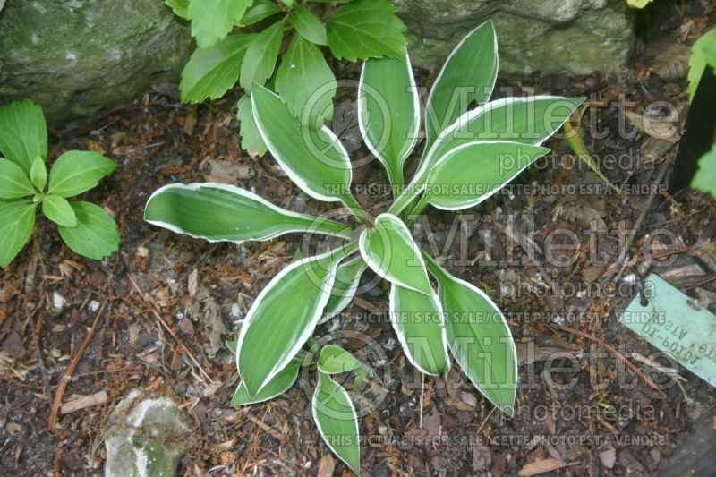 Hosta Ototo San (Hosta funkia august lily)  1