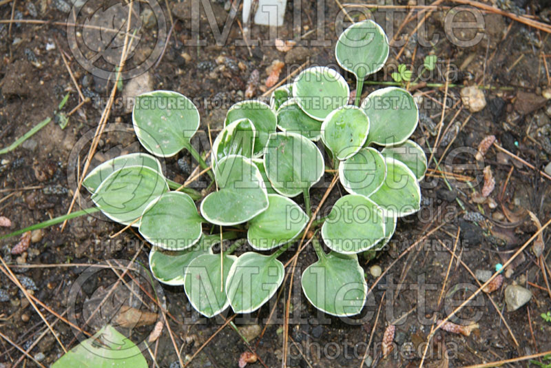 Hosta Oze (Hosta funkia august lily) 1