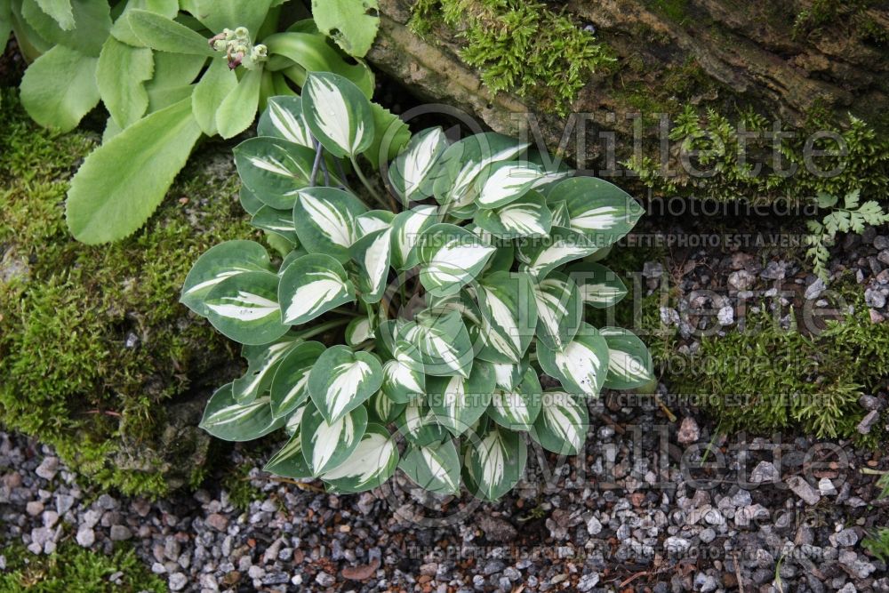 Hosta Pandora's Box (Hosta funkia august lily) 1