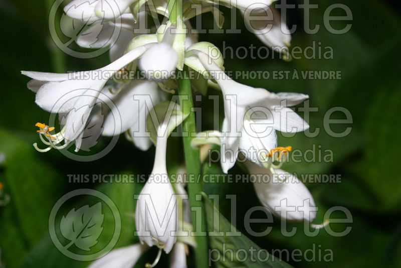 Hosta Paradigm (Hosta funkia august lily) 4 