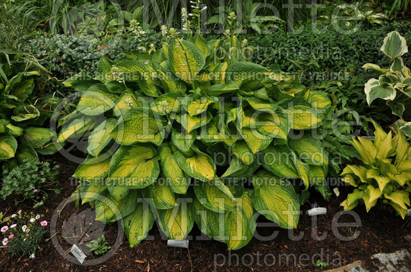 Hosta Paradigm (Hosta funkia august lily) 3 