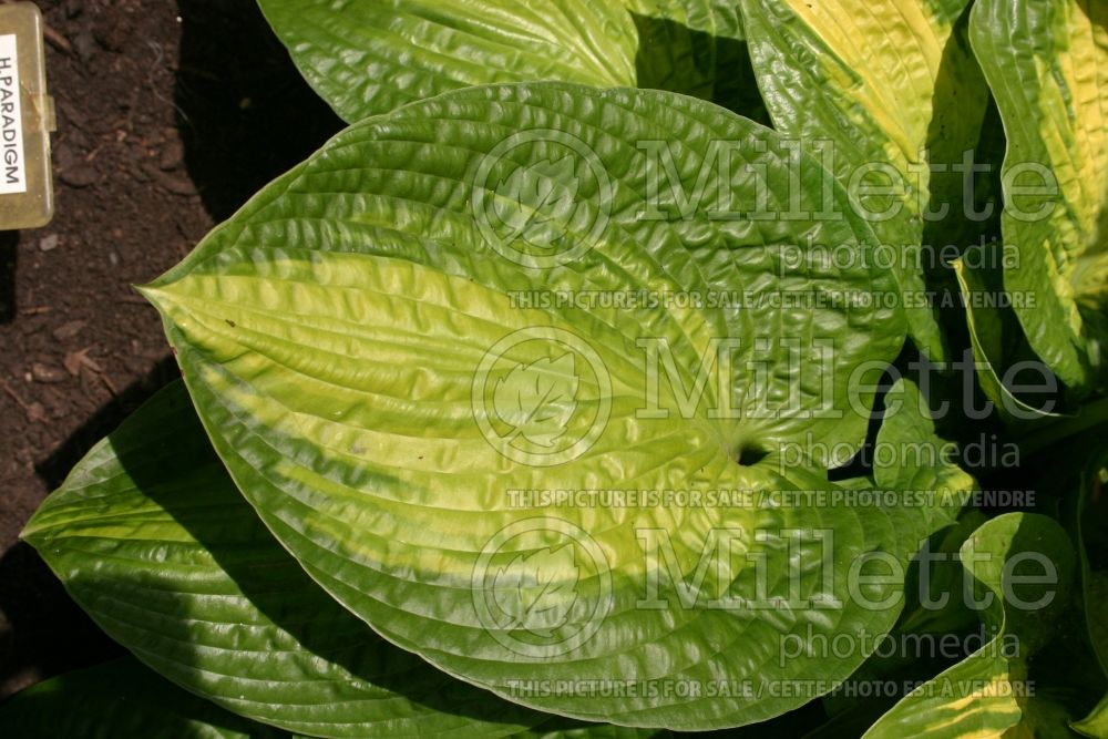 Hosta Paradigm (Hosta funkia august lily) 1 