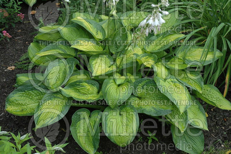 Hosta Paradigm (Hosta funkia august lily) 5 