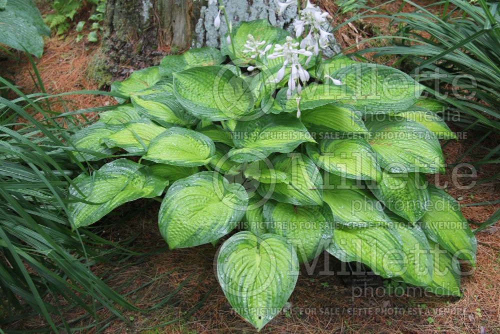 Hosta Paradigm (Hosta funkia august lily) 6 