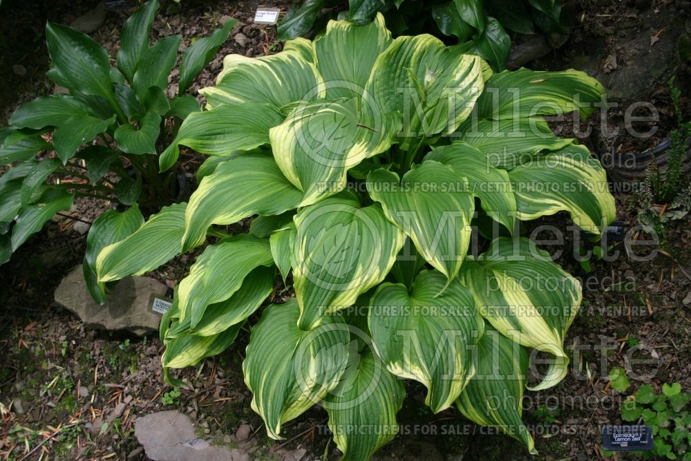Hosta Paradise Back Stage (Hosta funkia august lily) 1