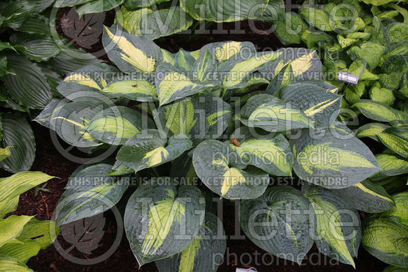 Hosta Paradise Glory (Hosta funkia august lily) 1 