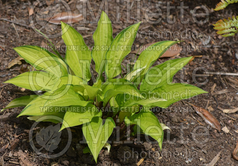 Hosta Paradise Island (Hosta funkia august lily) 1 