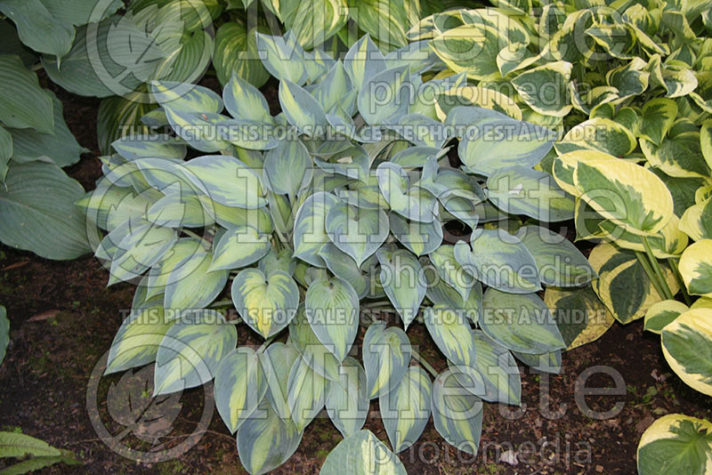 Hosta Paradise Joyce (Hosta funkia august lily) 1