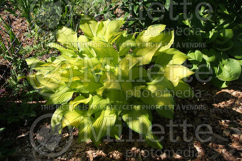 Hosta Paradise Power (Hosta funkia august lily) 1