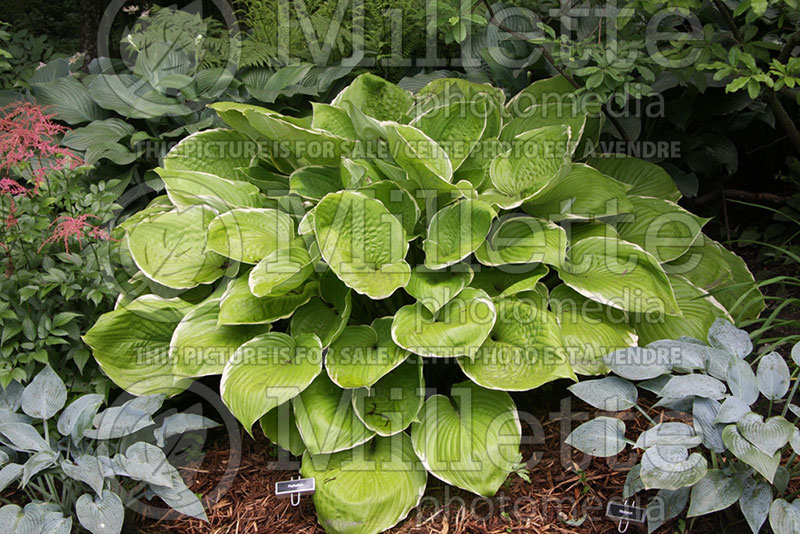 Hosta Parhelion (Hosta funkia august lily) 1 