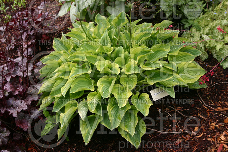 Hosta Parky's Prize (Hosta funkia august lily) 1