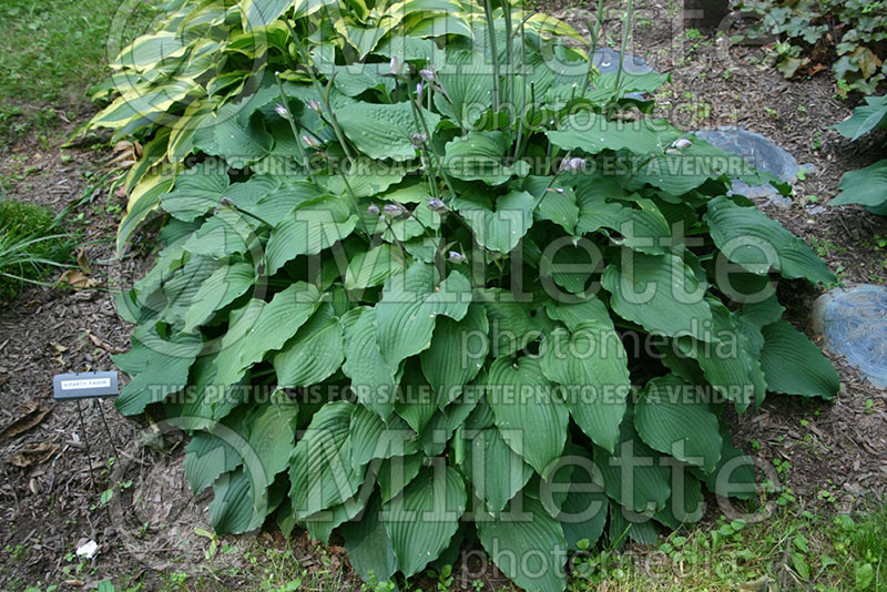 Hosta Party Favor (Hosta funkia august lily) 1