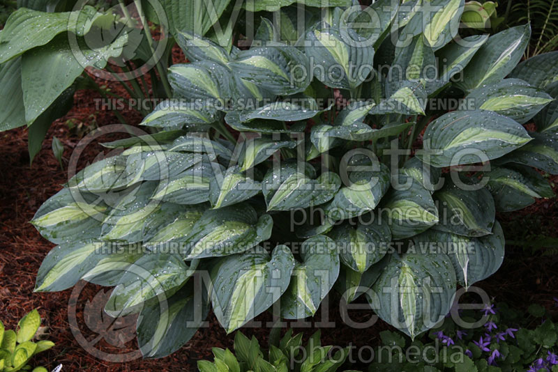 Hosta Patricia the Stripper (Hosta funkia august lily)  1