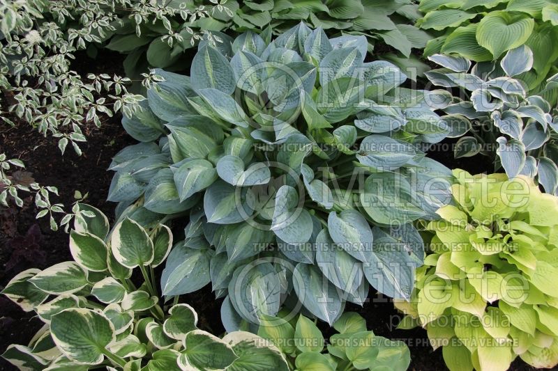 Hosta Patricia the Stripper (Hosta funkia august lily)  3