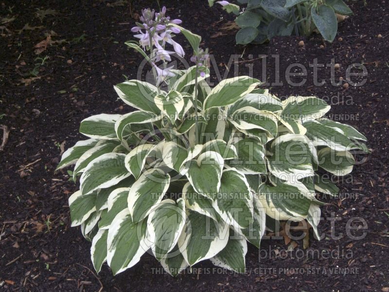 Hosta Patriot (Hosta funkia august lily) 5 