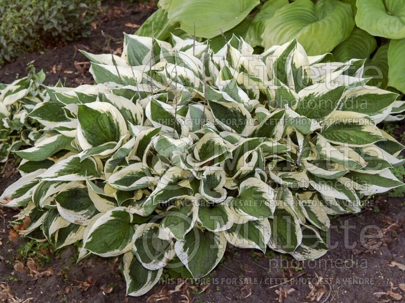 Hosta Patriot (Hosta funkia august lily) 7 