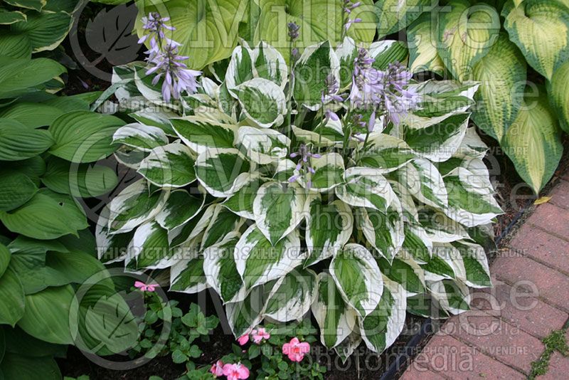 Hosta Patriot (Hosta funkia august lily)  1