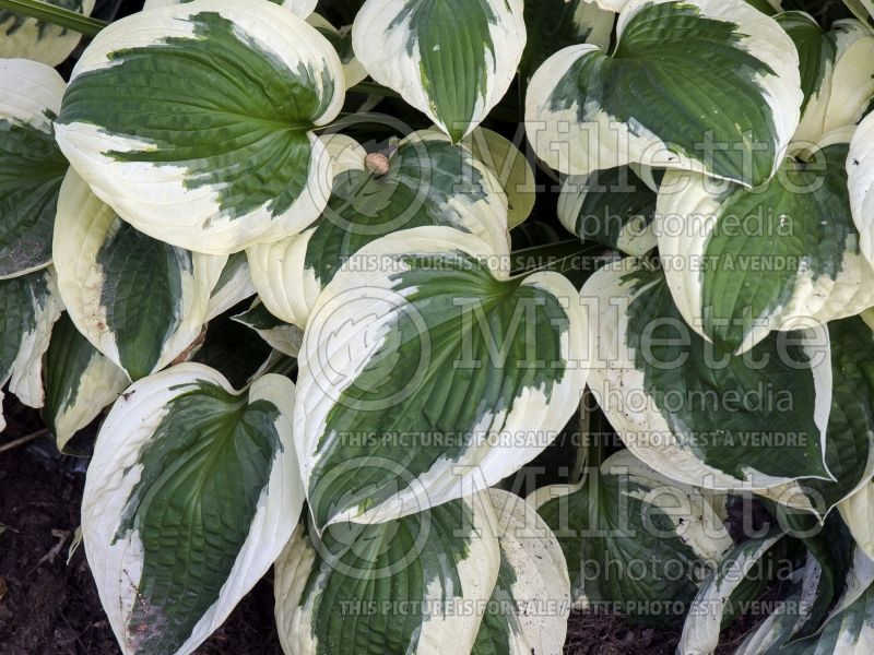 Hosta Patriot (Hosta funkia august lily) 8 