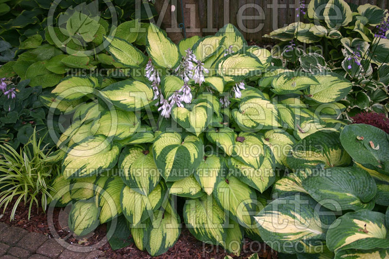 Hosta Paul's Glory (Hosta funkia august lily) 3 