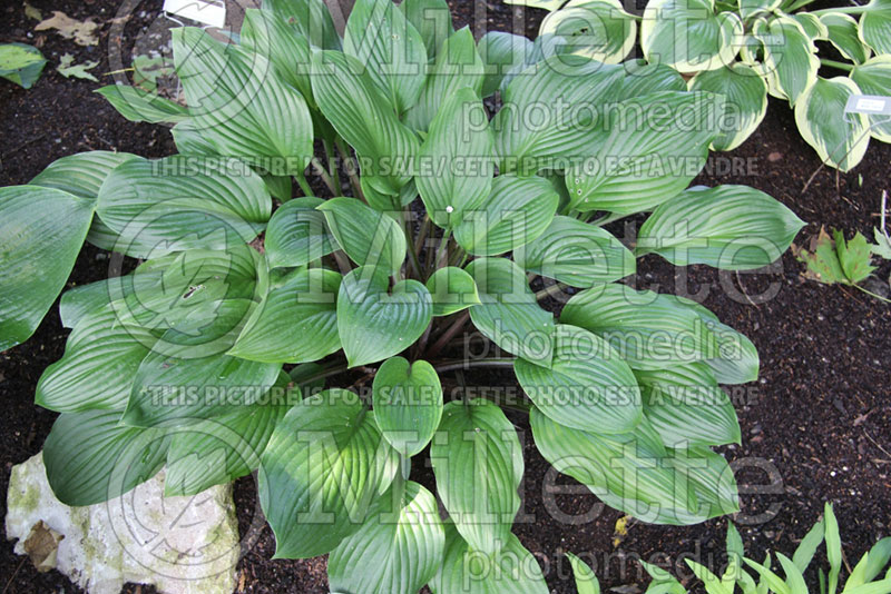 Hosta Peacock Strut (Hosta funkia august lily) 1