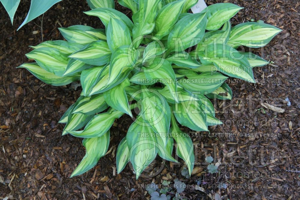 Hosta Peanut (Hosta funkia august lily)  1