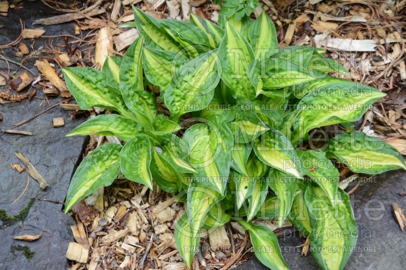 Hosta Peanut (Hosta funkia august lily)  3