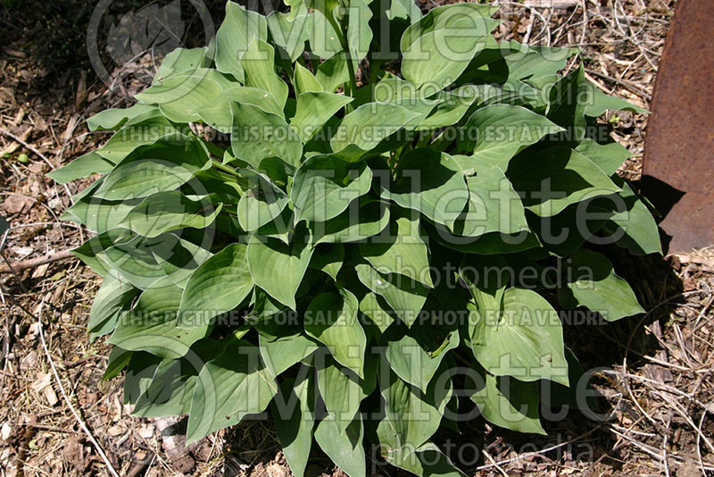 Hosta Pearl Lake (Hosta funkia august lily) 1