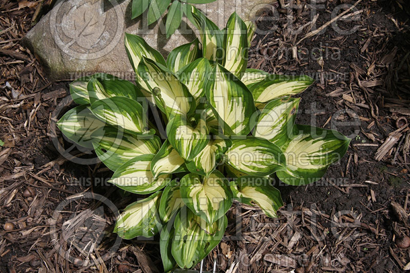 Hosta Peppermint Ice (Hosta funkia august lily) 1 