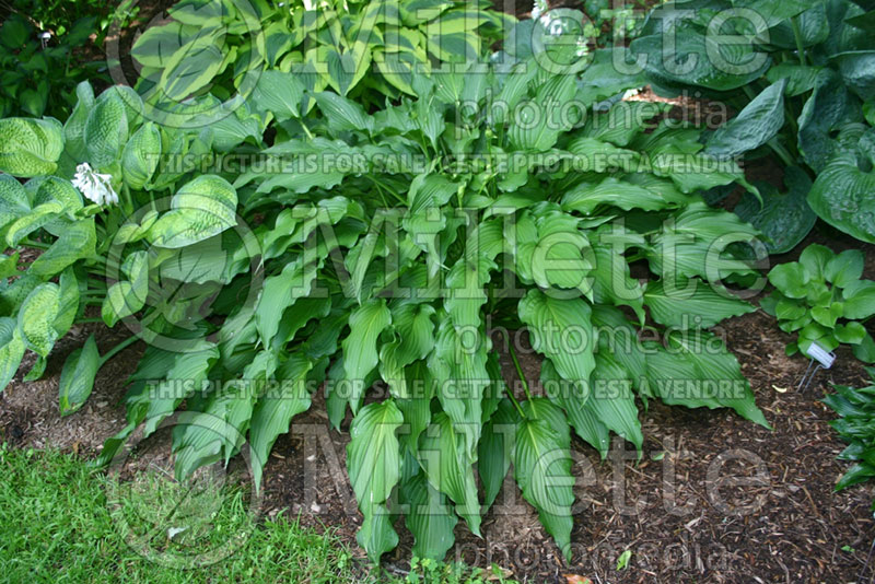 Hosta Permanent Wave (Hosta funkia august lily)  1