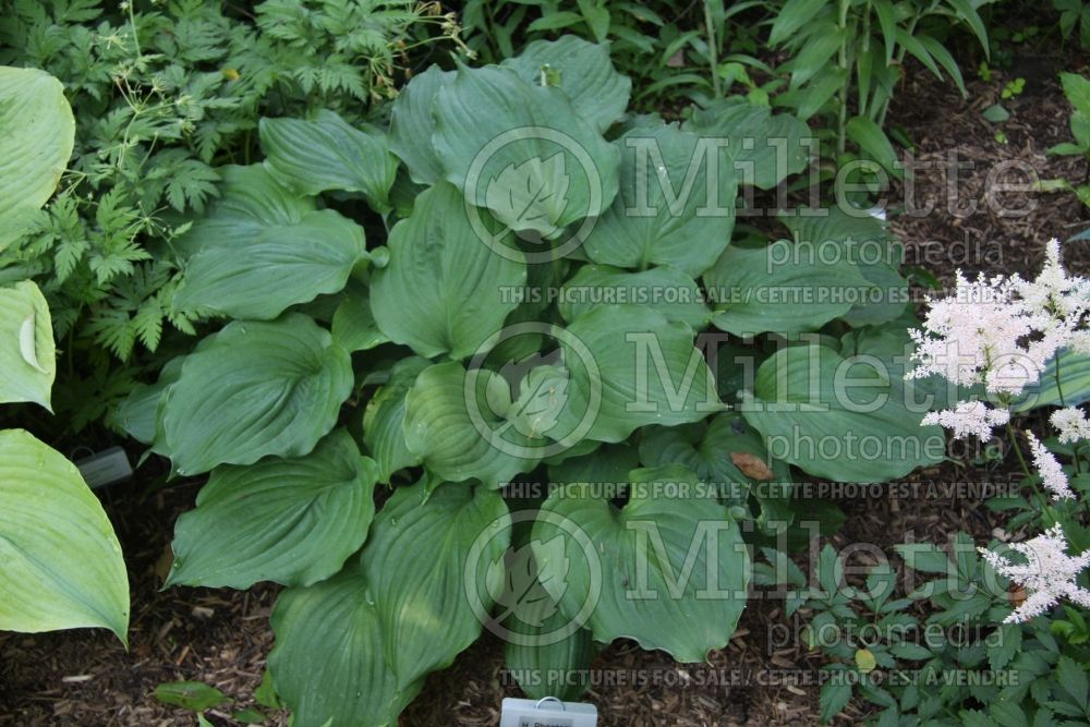 Hosta Phantom (Hosta funkia august lily) 1