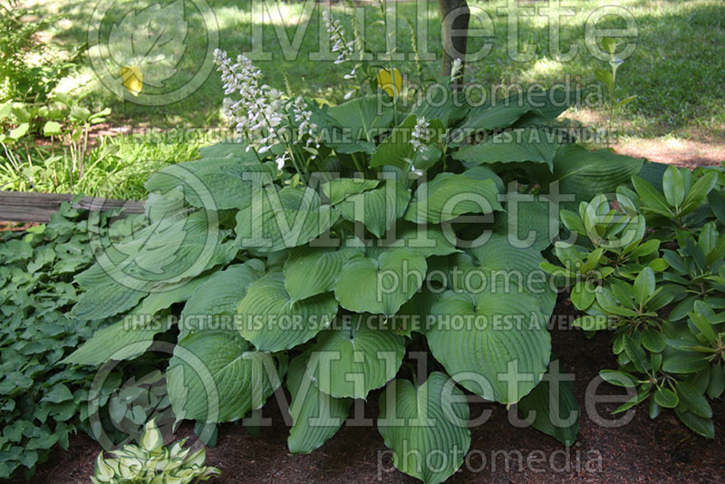 Hosta Piecrust Power (Hosta funkia august lily) 1