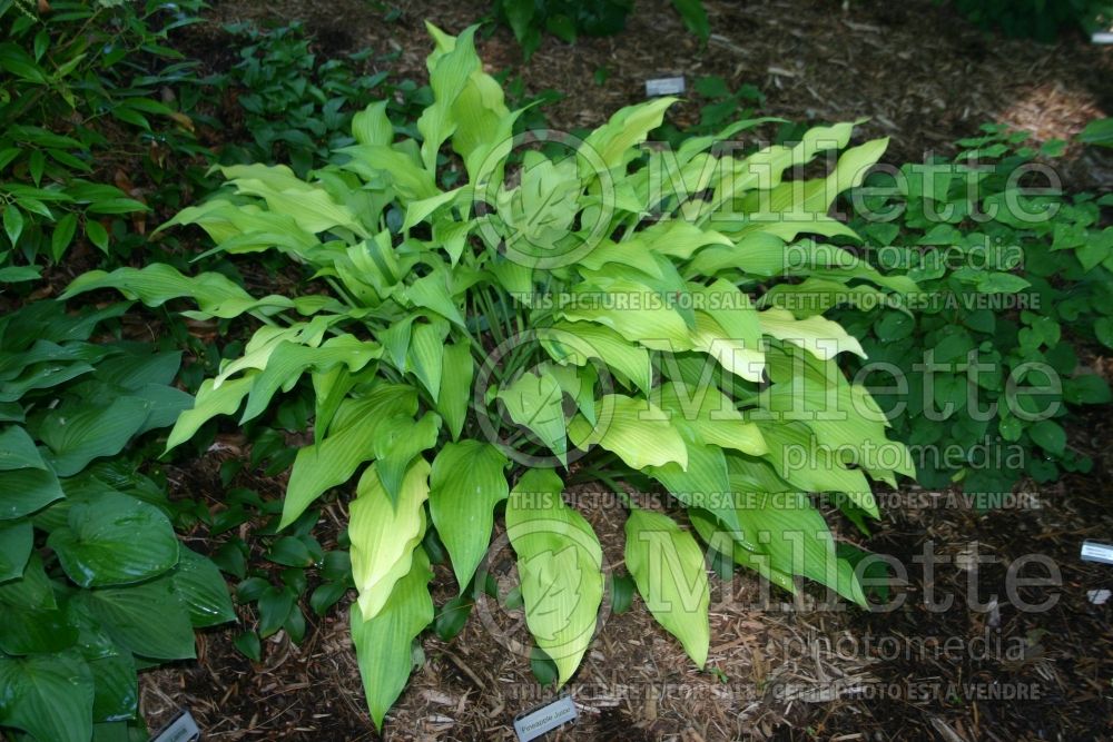 Hosta Pineapple Juice (Hosta funkia august lily) 1