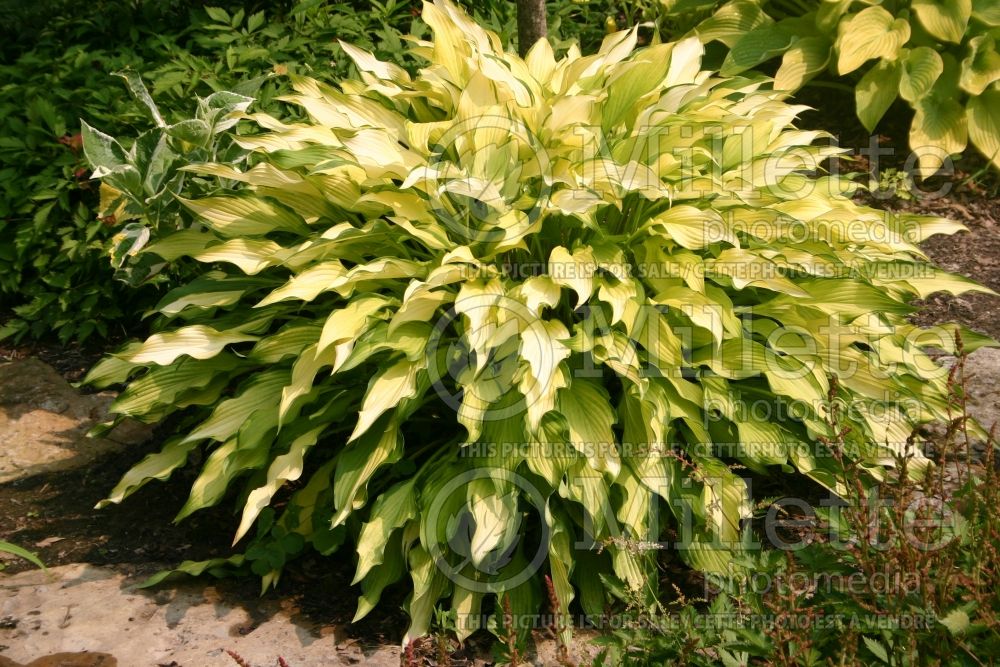 Hosta Pineapple Upsidedown Cake (Hosta funkia august lily) 1  