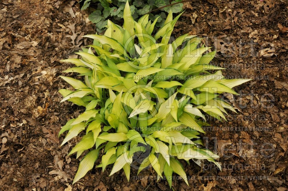 Hosta Pineapple Upsidedown Cake (Hosta funkia august lily) 3 