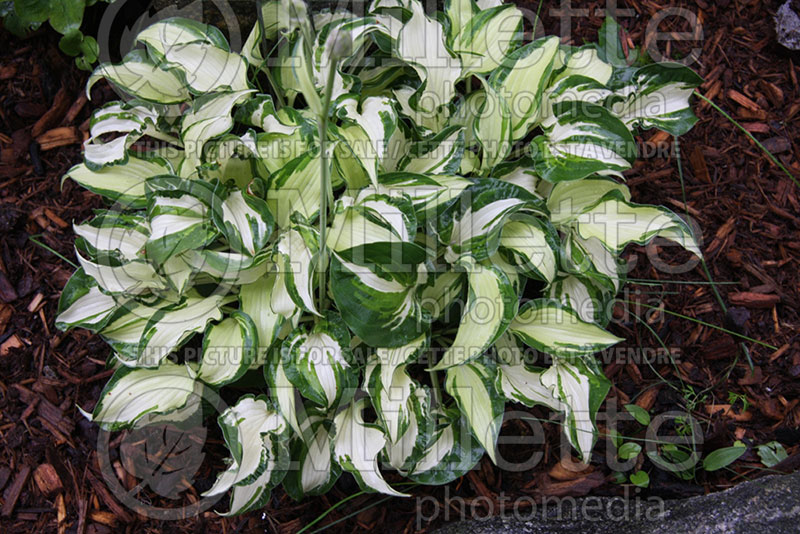 Hosta Pinwheel (Hosta funkia august lily) 1 