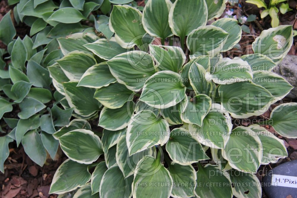 Hosta Pixie Vamp (Hosta funkia august lily) 1 