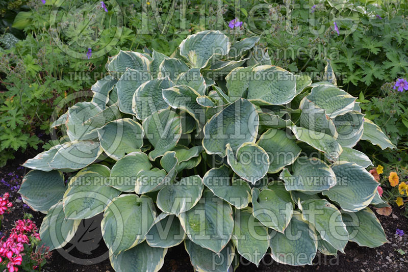 Hosta Pizzazz (Hosta funkia august lily) 1 