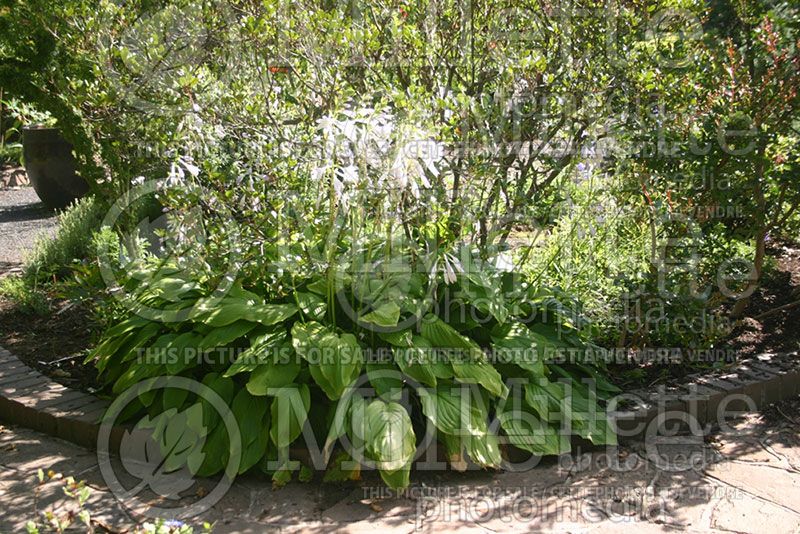 Hosta plantaginea (Hosta funkia august lily)  2