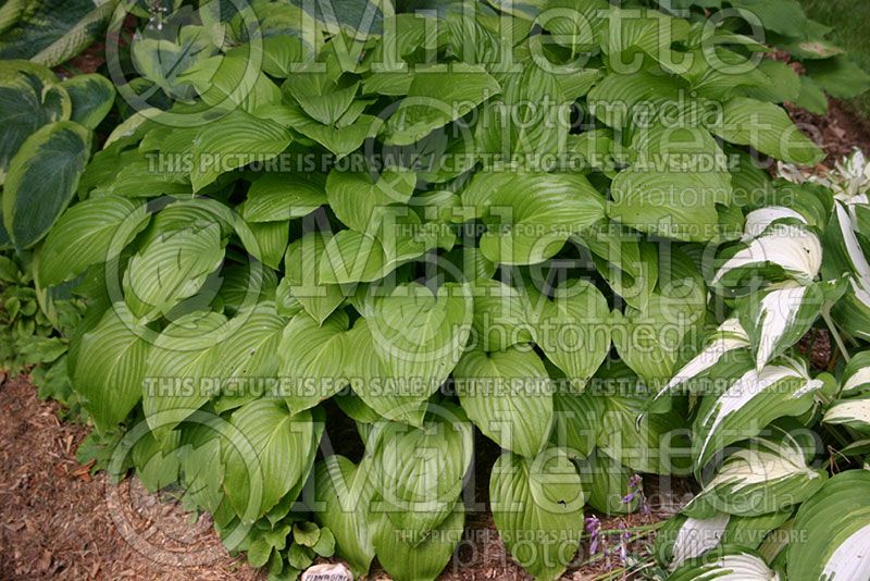 Hosta plantaginea (Hosta funkia august lily) 3