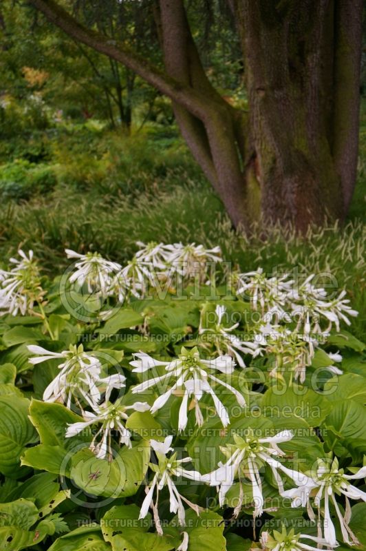 Hosta Grandiflora (Hosta funkia august lily) 1 