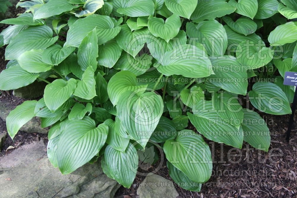 Hosta plantaginea (Hosta funkia august lily) 5 