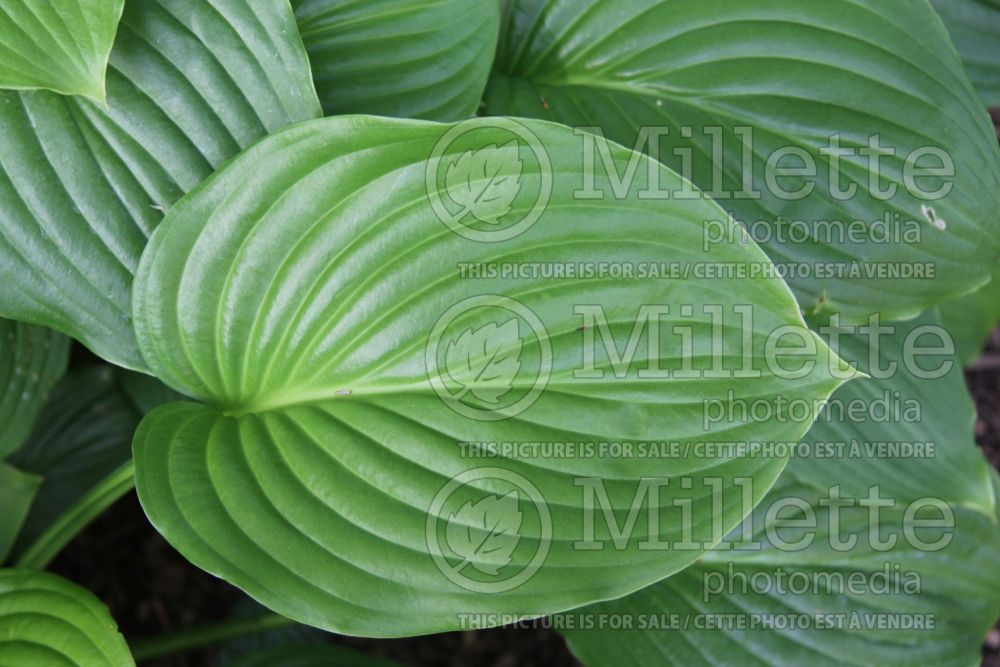 Hosta plantaginea (Hosta funkia august lily) 6 