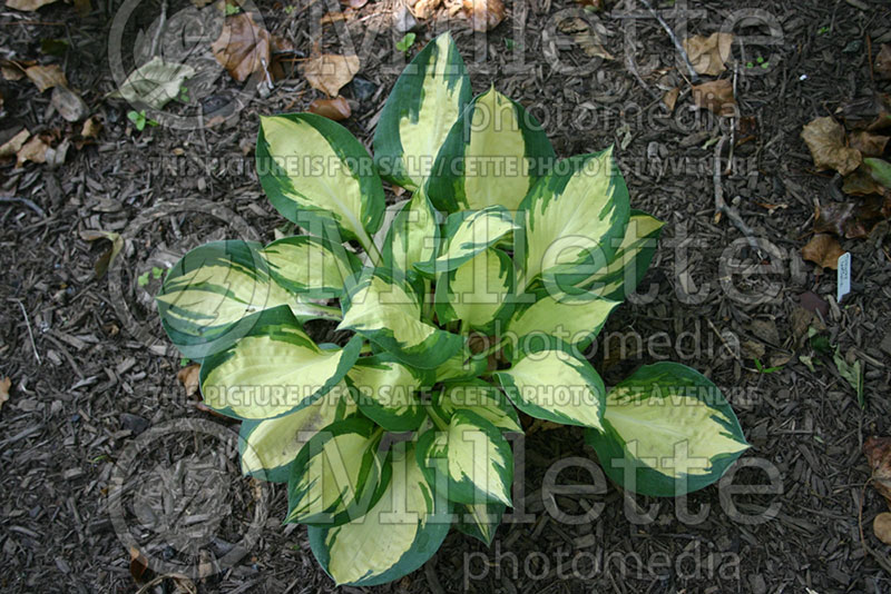 Hosta Popcorn (Hosta funkia august lily) 1 