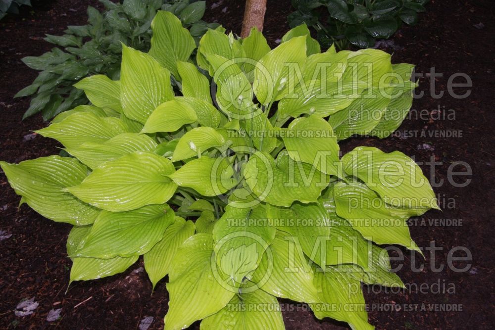 Hosta Prairie Fire (Hosta funkia august lily) 1 