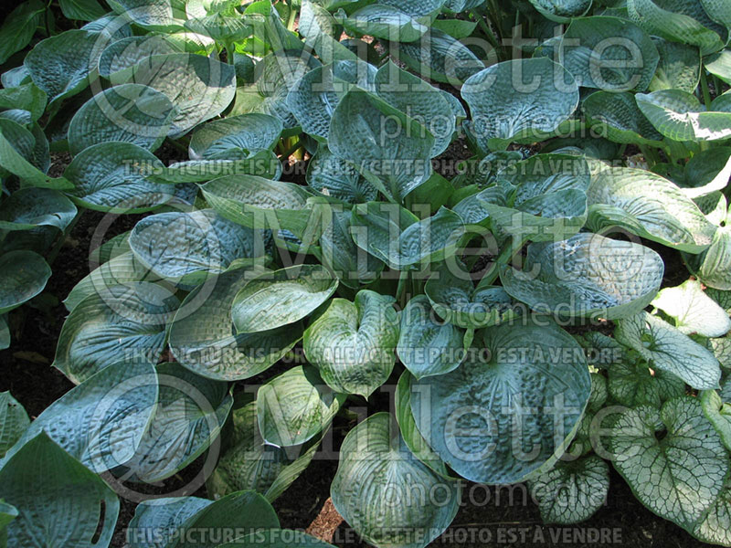 Hosta Prairie Sky (Hosta funkia august lily) 1