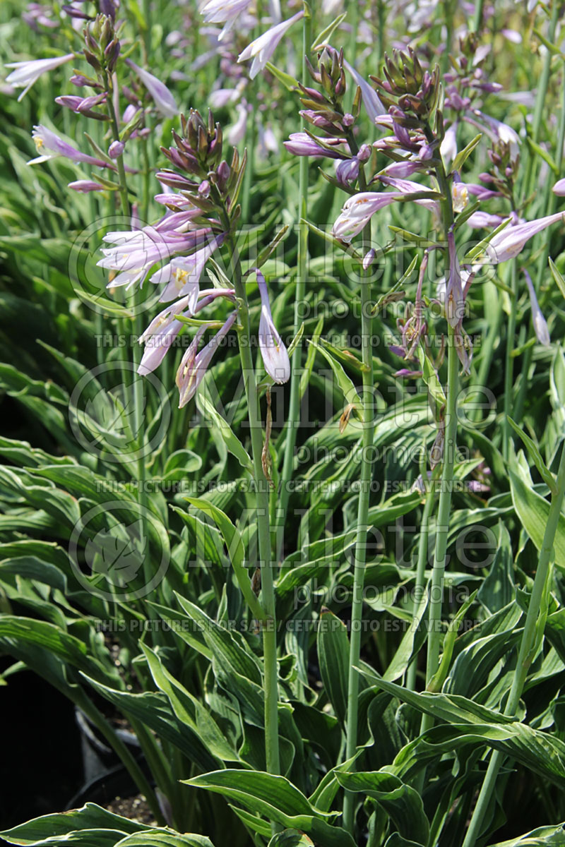 Hosta Praying Hands (Hosta funkia august lily) 5 