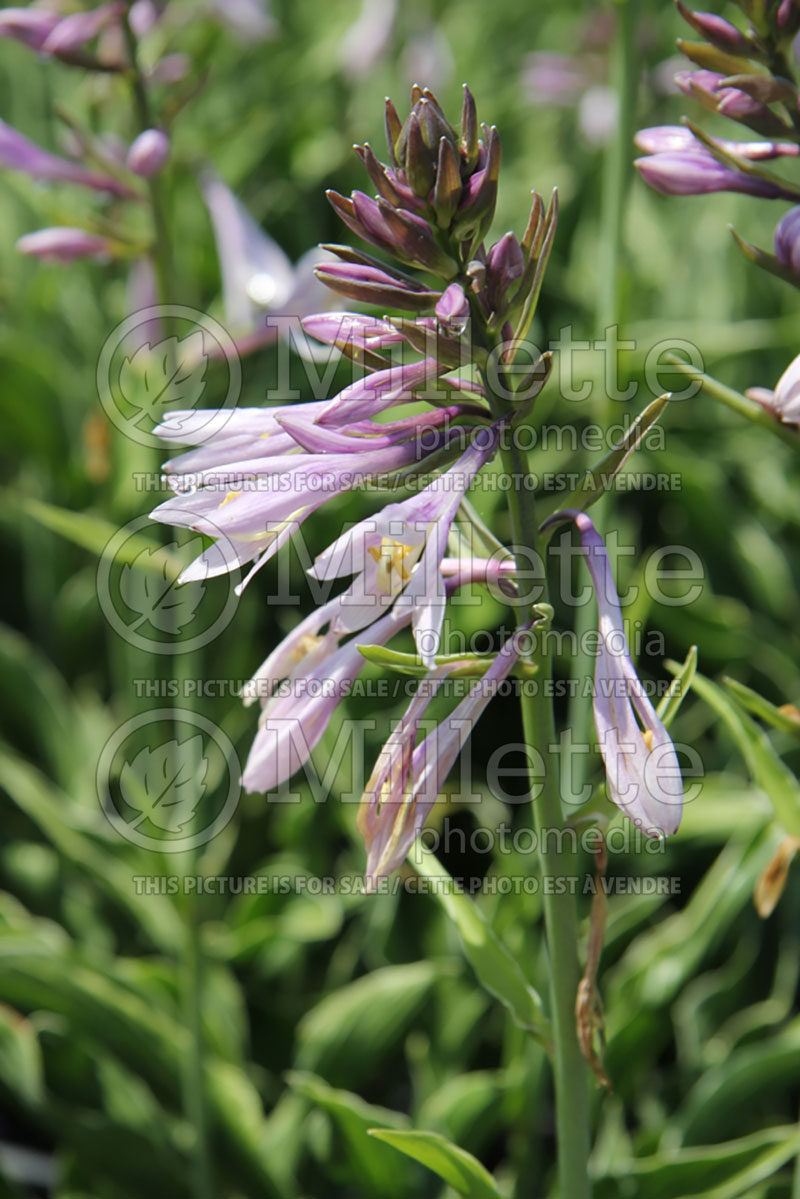 Hosta Praying Hands (Hosta funkia august lily) 1 